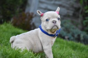 precious french bulldog puppies for sale