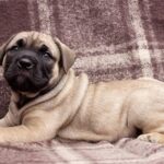 100% english mastiff puppies for sale - Southampton