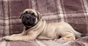 100% english mastiff puppies for sale