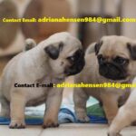 Adorable Purebred Male And Female Pugs Puppies - City of London