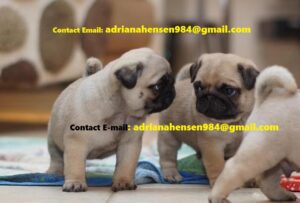 Adorable Purebred Male And Female Pugs Puppies