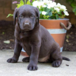 chocolate labrador retriever puppies for sale - Peterborough