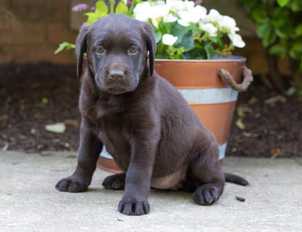 N1 (#ID:3349-3348-medium_large)  chocolate labrador retriever puppies for sale of the category Pets & Animals and which is in Peterborough, Unspecified, 350, with unique id - Summary of images, photos, photographs, frames and visual media corresponding to the classified ad #ID:3349