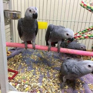 Pair of Talking congo African Grey Parrots