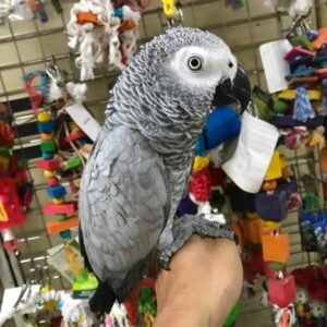 Hand tamed African grey parrots