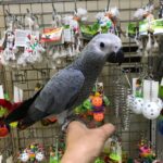 Hand tamed African grey parrots - Hereford