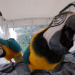 Weaned macaw parrots for sale - Bristol