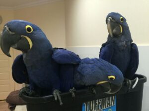 Weaned macaw parrots for sale