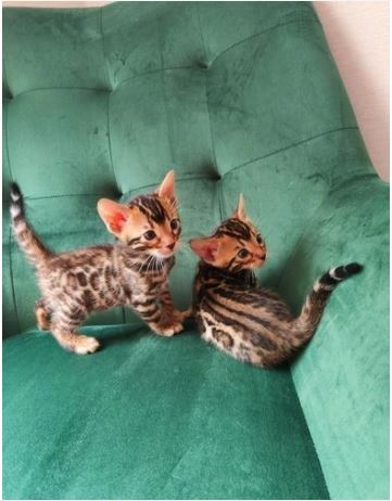 N1 (#ID:3354-3353-medium_large)  Beautiful Bengal kittens of the category Pets & Animals and which is in Glasgow, new, 00, with unique id - Summary of images, photos, photographs, frames and visual media corresponding to the classified ad #ID:3354