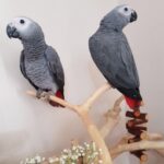 Talking African Grey Parrots for sale - Bradford