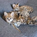 Ocelot Kittens Ready - Cambridge