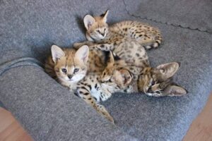 Ocelot Kittens Ready