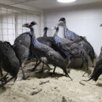 Vulturine guinea fowl ,Ostrich Chicks  available - York