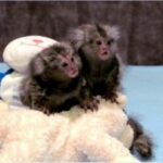 Marmoset Monkey For sale - City of London