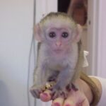 Marvelous Capuchin Monkeys for Sale - Leicester