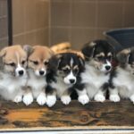 Adorable Corgi puppy's for adoption.  Whatsapp number:07411016166 - Bath
