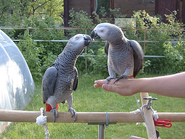 N3 (#ID:3426-3424-medium_large)  DNA African grey parrots for sale of the category Pets & Animals and which is in Coventry, Unspecified, 300, with unique id - Summary of images, photos, photographs, frames and visual media corresponding to the classified ad #ID:3426