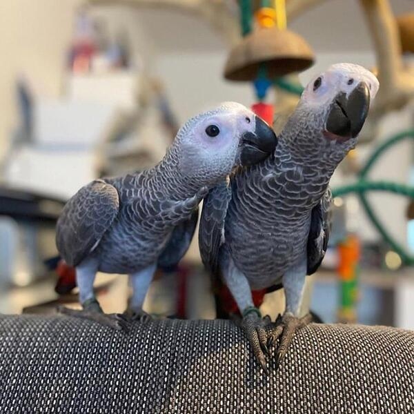 N1 (#ID:3426-3422-medium_large)  DNA African grey parrots for sale of the category Pets & Animals and which is in Coventry, Unspecified, 300, with unique id - Summary of images, photos, photographs, frames and visual media corresponding to the classified ad #ID:3426