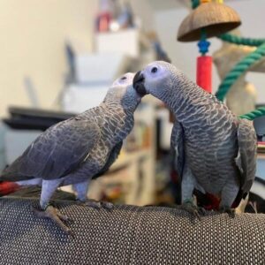 DNA African grey parrots for sale