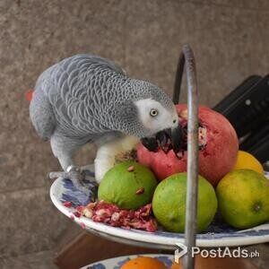 DNA African grey parrots for sale