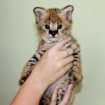 Savannah kittens serval and caracal 4 weeks old. - Chichester