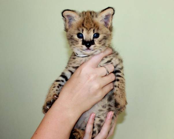 N1 (#ID:3497-3493-medium_large)  Savannah kittens serval and caracal 4 weeks old. of the category Pets & Animals and which is in Chichester, new, 1, with unique id - Summary of images, photos, photographs, frames and visual media corresponding to the classified ad #ID:3497