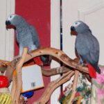 Bonded Pair of African Grey Parrots - Lancaster