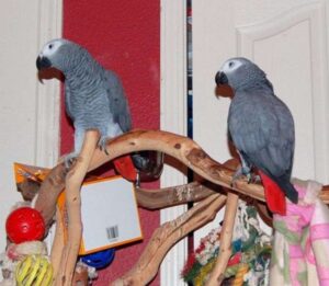 Bonded Pair of African Grey Parrots