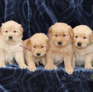 Adorable Golden Retriever Puppies For Sale