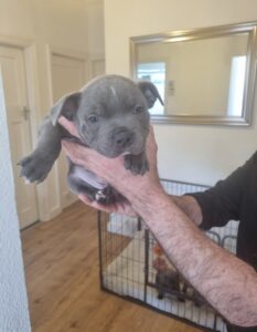 Magnificent***Protective Smart Simplicity****Premium Bluedogcity Pharaon Staffordshire Bull Terrier Puppies Available***