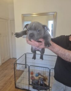 Magnificent***Protective Smart Simplicity****Premium Bluedogcity Pharaon Staffordshire Bull Terrier Puppies Available***