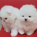 Adorable Pomeranian puppies for sale - Brighton and Hove