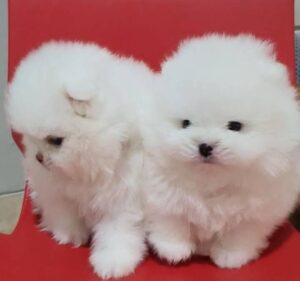 Adorable Pomeranian puppies for sale -   Pets & Animals - Brighton and Hove
