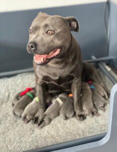 Magnificent***Protective Smart Simplicity****Premium Bluedogcity Pharaon Staffordshire Bull Terrier Puppies Available*** -   Pets & Animals - City of London